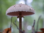 Großaufnahme Schirmpilz