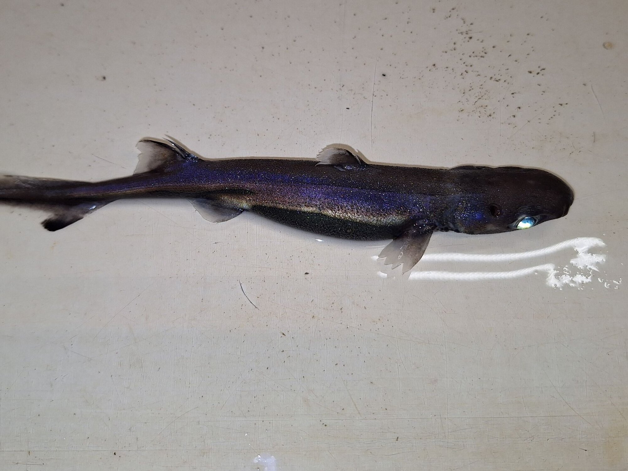 Wegen seiner Leuchtorgane an der Unterseite wird er den Laternenhaien zugeordnet. 