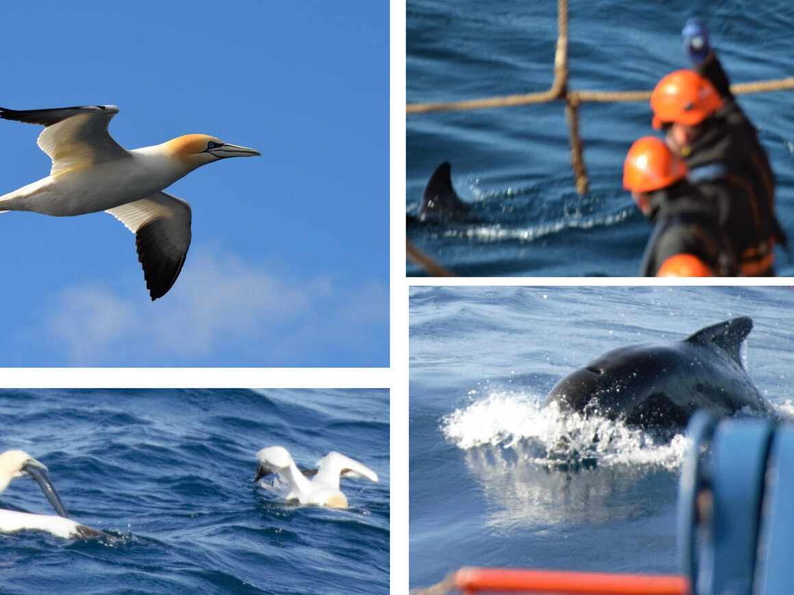 Ein zusammengesetztes Bild aus Bildern von Basstölpeln und Grindwalen