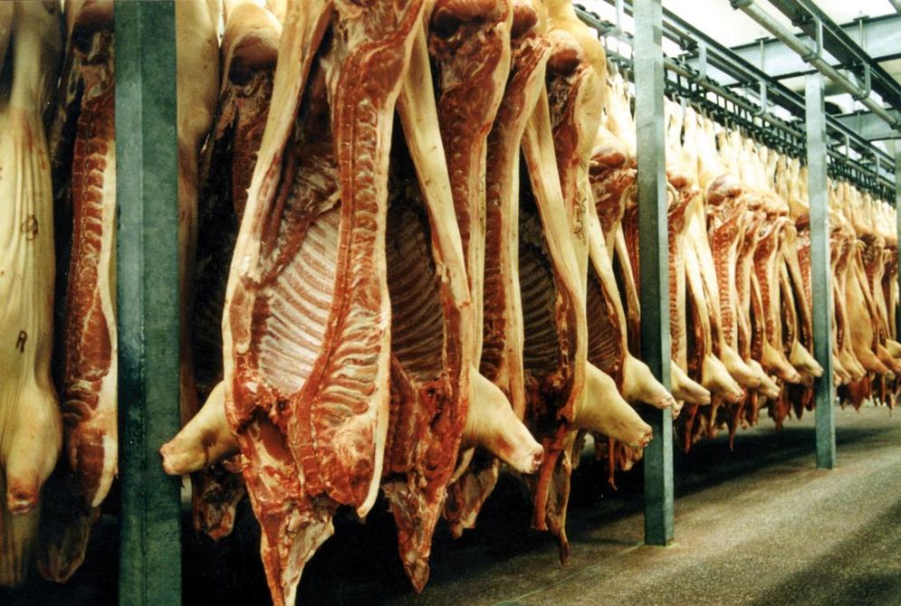 Suspended pork halves after slaughtering