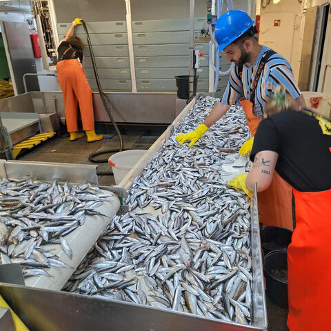 In the fish laboratory, many shiny silver fish lie on a U-shaped sorting belt.