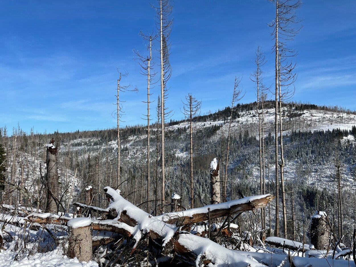 Vertrocknete Fichten im Nationalpark Harz, Revier Oderhaus 