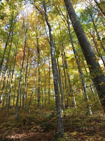 A hundred year old European beech forest, growing ona steep hillside in the Swabia Jura in southwest Germany.