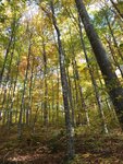 A hundred year old European beech forest, growing ona steep hillside in the Swabia Jura in southwest Germany.