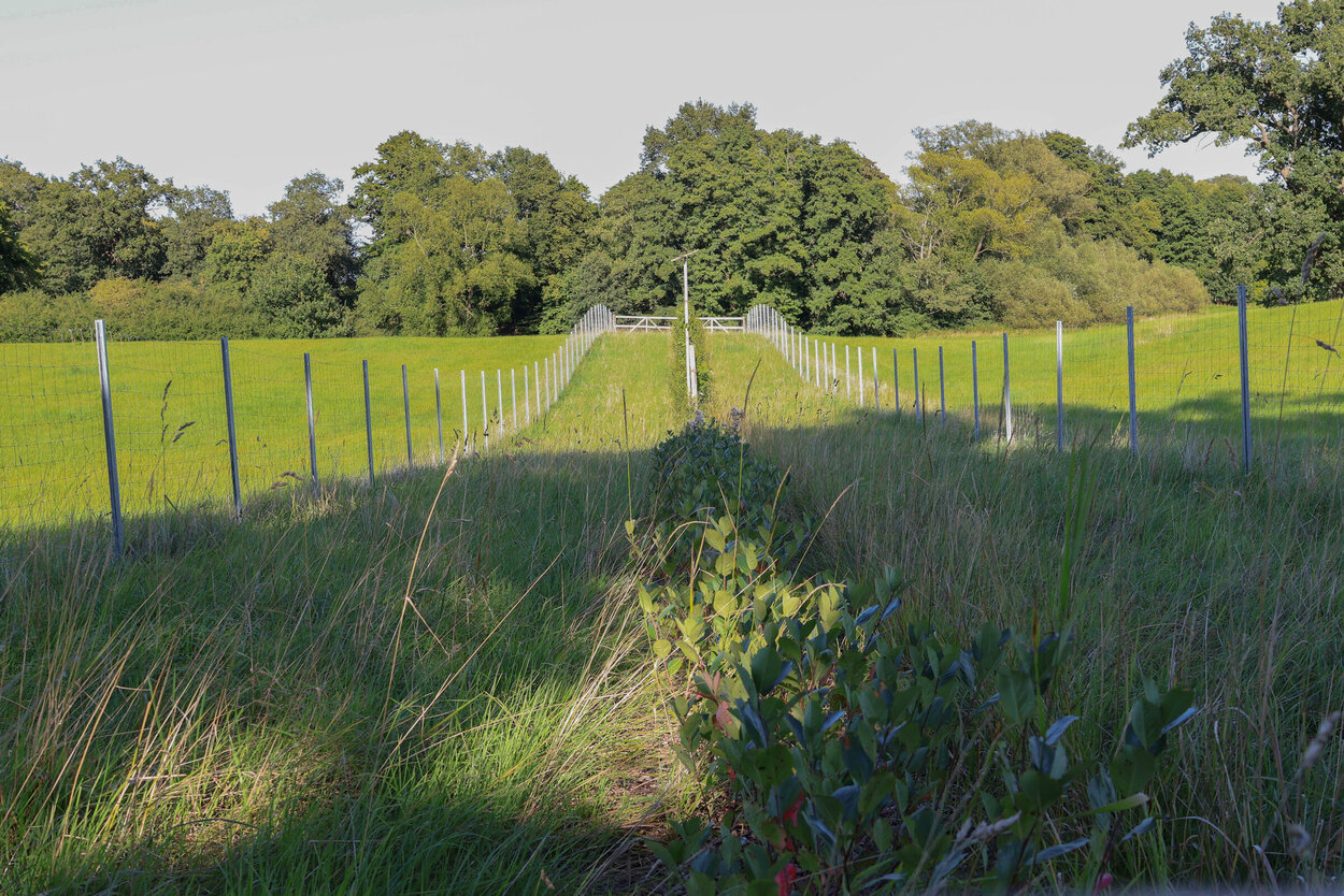 Eine neu angepflanzte Hecke zwischen zwei Zäunen.