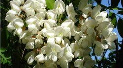 Genetics of black locust