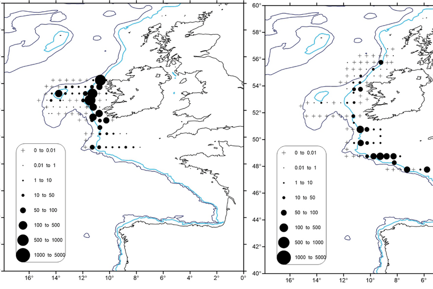Verteilung der frisch abgelaichten Makreleneier in absoluten Anzahlen während des ersten Teil des Surveys (l.-13. April; links und des zweiten Teils (15.-26. April; rechts).
