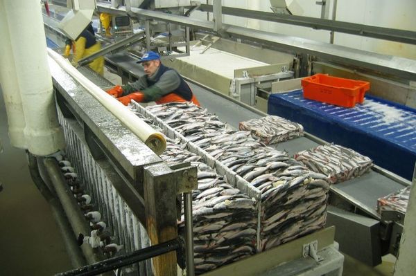 Fischverarbeitungsfabrik unter Deck: In Hochseetrawlern wird der gefangene Fisch direkt verarbeitet und in Frostern aufbewahrt.