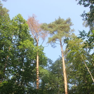 Picture of a tree in the stand with severe crown thinning