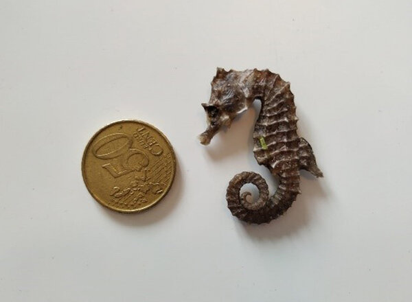 Ein totes Seepferdchen neben eine 50-Cent-Münze als Maßstab