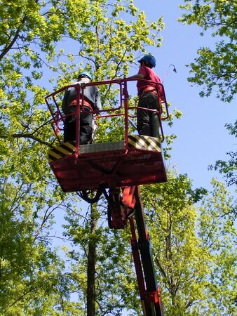 Two people taking samples from an oak tree for a research project. They use a lifting platform to be able to reach into the trees canopy.