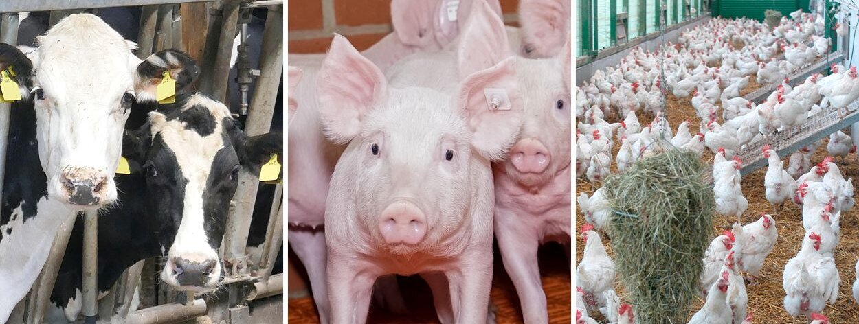 Ein dreigeteiltes Bild, Rinder im Stalle, Ferkel im Stall, Hühner im Stall