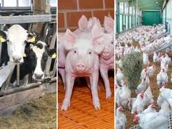 Haltungsverfahren in Deutschland