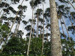 Sustainable Management of Forest Genetic Resources in Ecuador