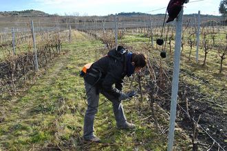 Manual pruning of vines in southern France