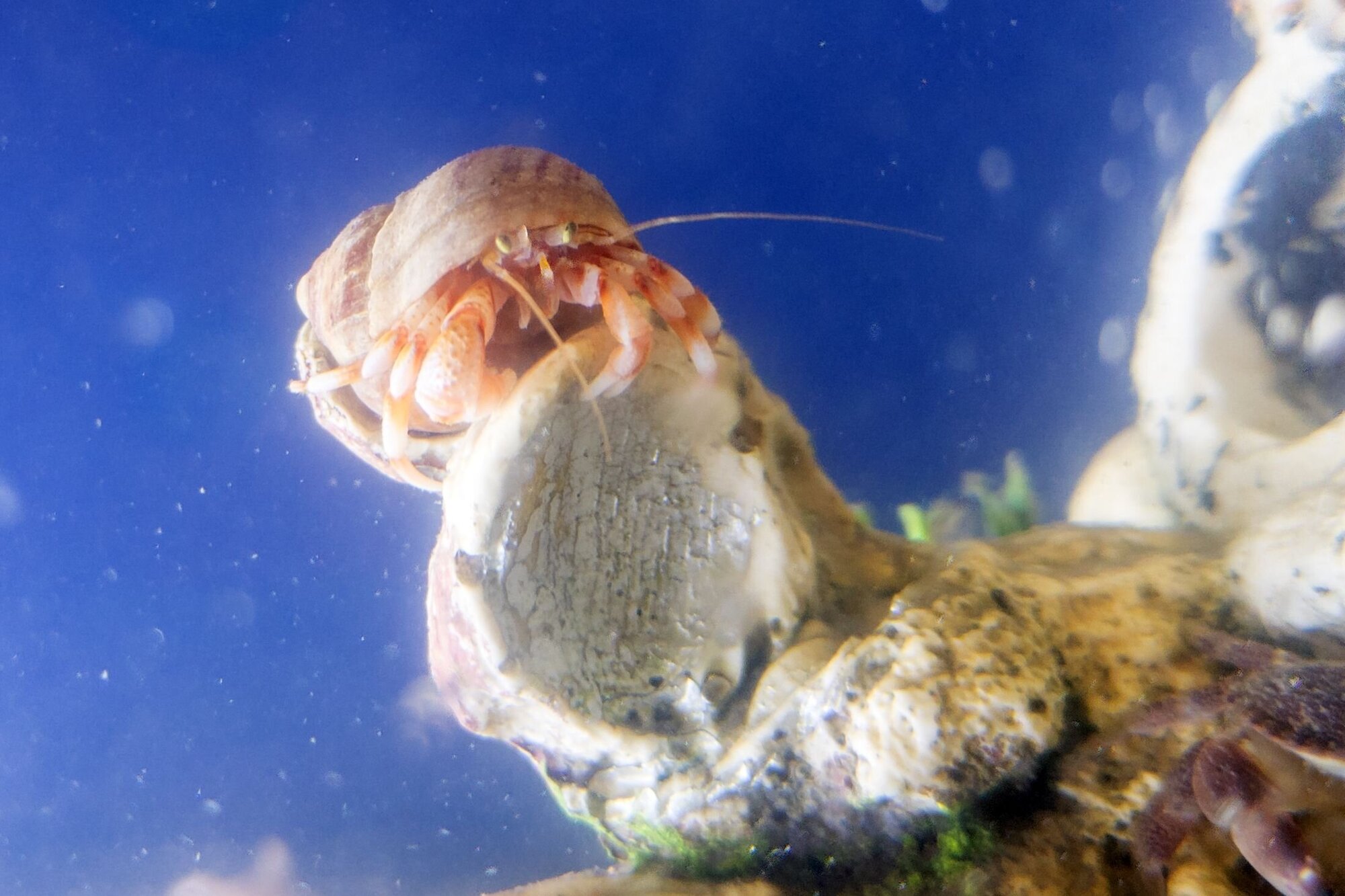 Einsiedlerkrebs Ein kleiner Einsiedlerkrebs klammert sich an eine Kante.