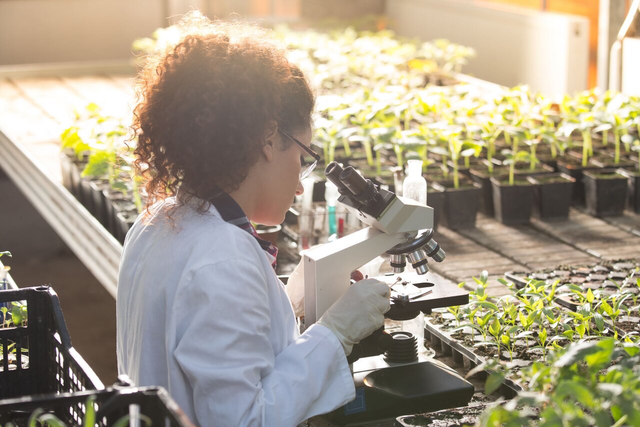 Scientist looking at microscope in greenhouse