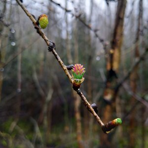 Detailed view of a larch bud Detailed view of a larch bud