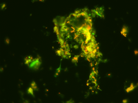 Fluorescence microscopy of a bio-aerosol particle from pig house air Fluorescence microscopy of a bio-aerosol particle from pig house air