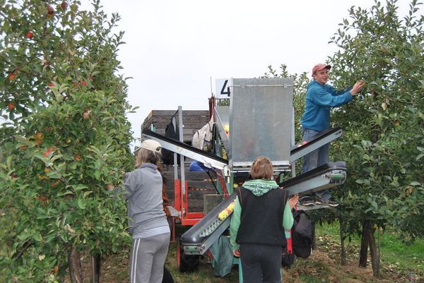 Auf dem Bild sieht man drei Arbeiter bei der Apfelernte in einem Obstbaubetrieb im sächsischen Grimma