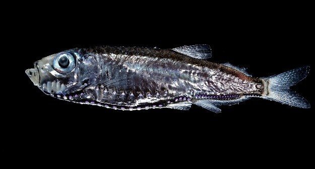 Maurolicus walvisensis