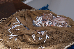 Management von Beifangarten in gemischten Fischereien (Probyfish)