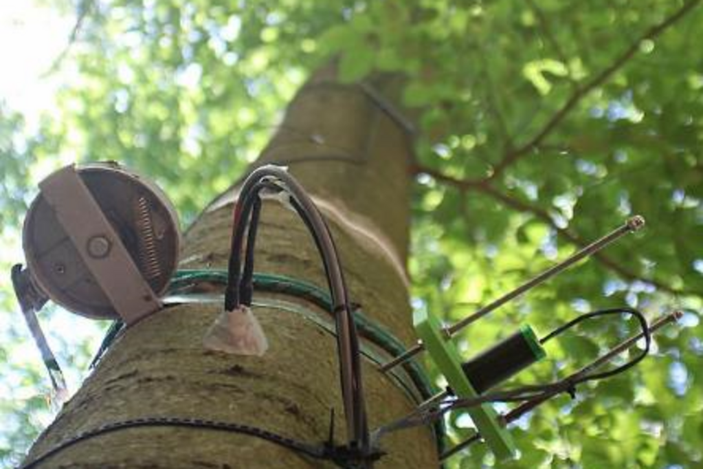 Messgeräte zur Erfassung des Saftflusses und des Wachstums an einem Buchenstamm. Messgeräte zur Erfassung des Saftflusses und des Wachstums an einem Buchenstamm.