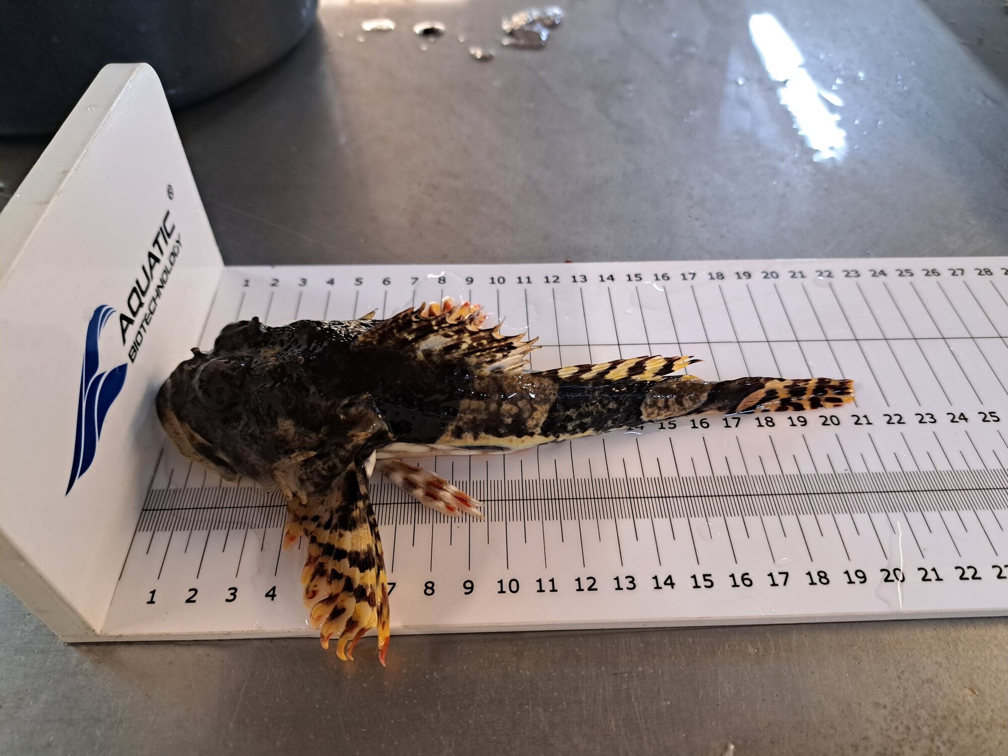 The scorpion fish (Myoxocephalus scorpius)