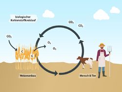 This is why Wheat is not a Carbon Sink
