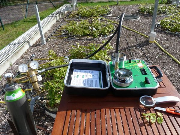 Messung des Blattwasserpotential an Buchen im Freilandlabor mit einer „Scholanderbombe“