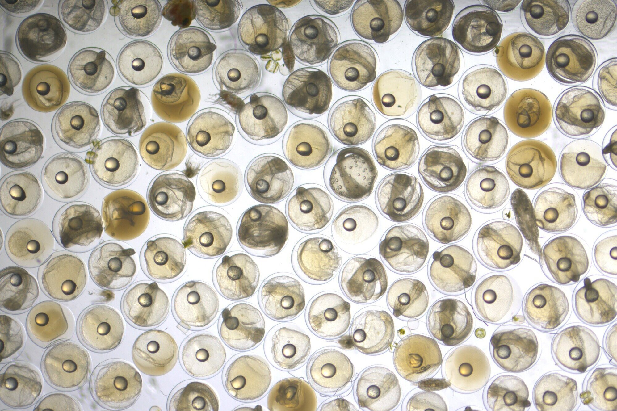 Ein Fischeier-Wimmelbild: so geht Eiersuchen im Atlantik. Mikroskopische Aufnahme von vielen Fischeiern.