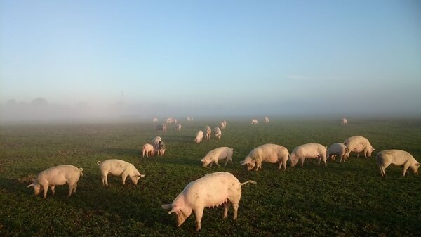 Schweine auf einer Wiese