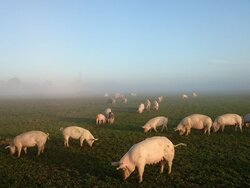 Ökologische Schweinehaltung