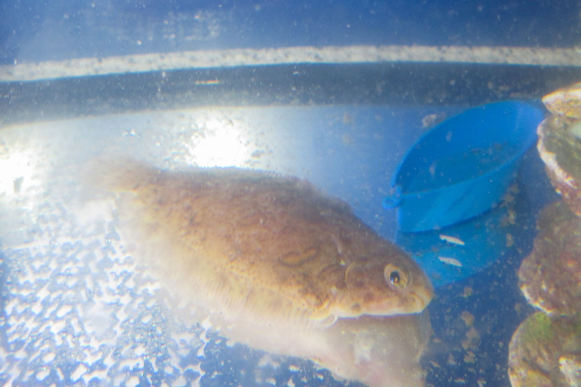 Limande oder Rotzunge Ein kleiner Plattfisch mit einem Kreismuster auf dem Rücken.