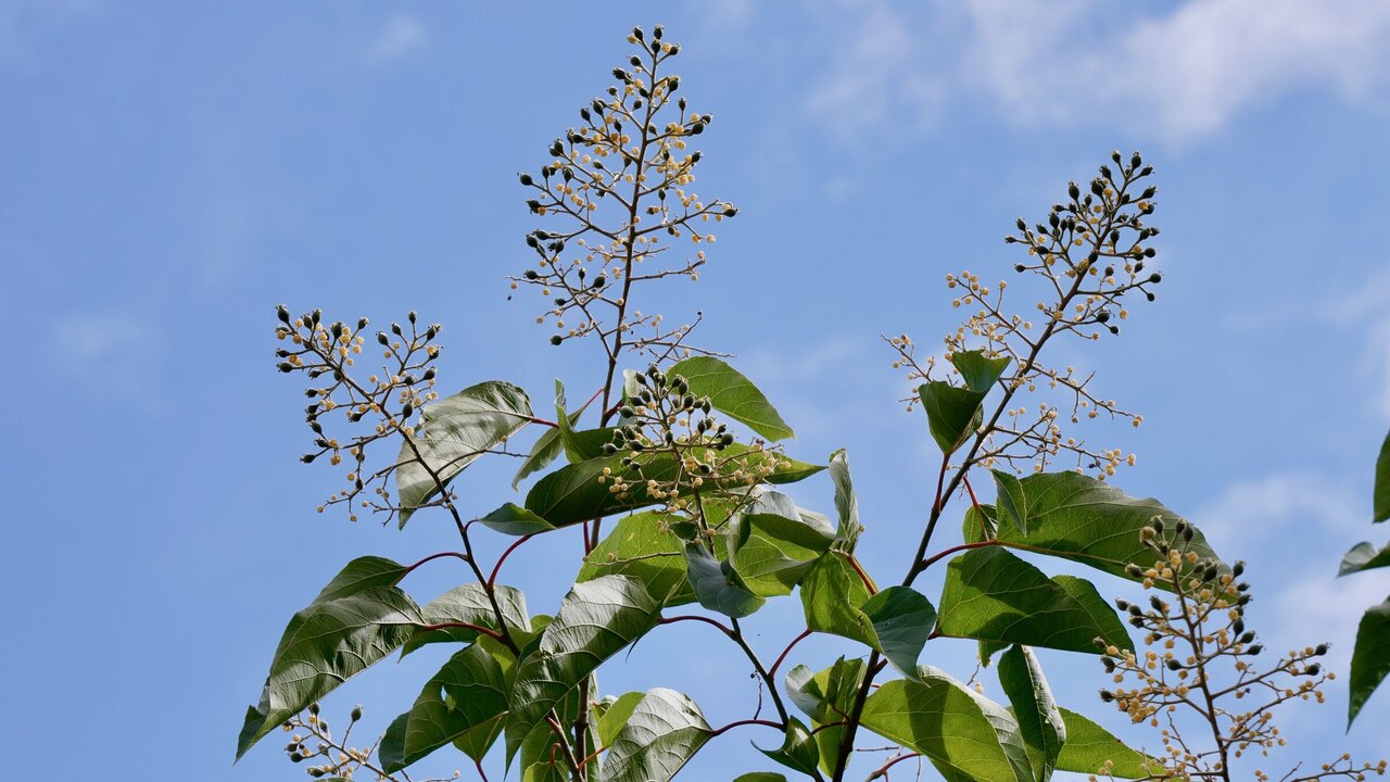 Inflorescences of Poliothyrsis sinensis