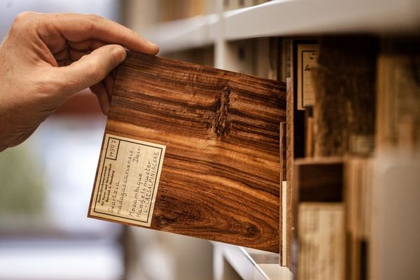 Zur Bestimmung einer Holzart suchen die Wissenschaftler in der Holzsammlung des Thünen-Instituts ein entsprechendes Vergleichsmuster.