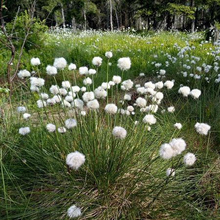 Blühendes scheidiges Wollgras (Eriophorum vaginatum) in einem Moor