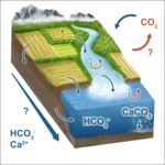Schematische Darstellung der beschleunigten Gesteinsverwitterung mit Stofftransporten von CO₂ und gelösten Ionen vom Land über Flüsse bis in den Ozean.