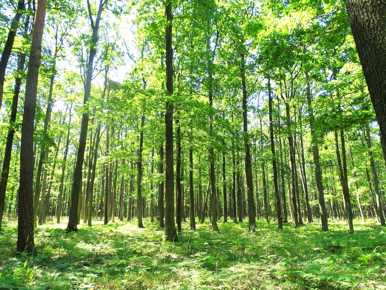 Etwa 150 Jahre alter Bestand der Traubeneiche in Brandenburg