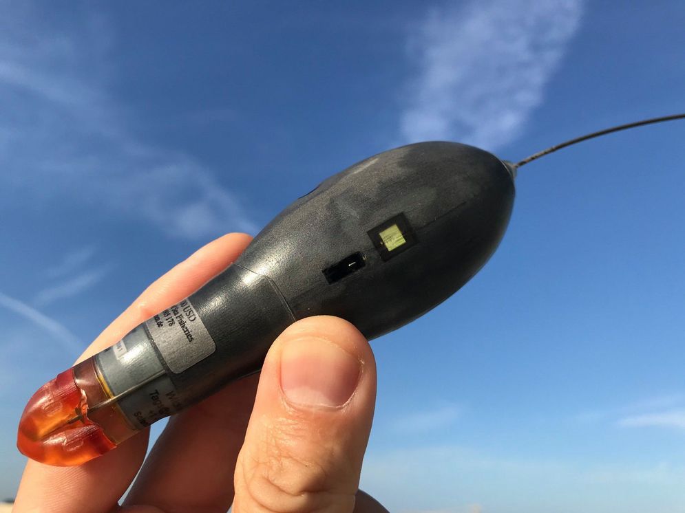 A satellite pop-up tag (Wildlife Computers MiniPAT) used in the project to tag tope. The sensors record environmental parameters over a pre-programmed period of time, then detach from the shark, surface, and transmit the data via satellite.