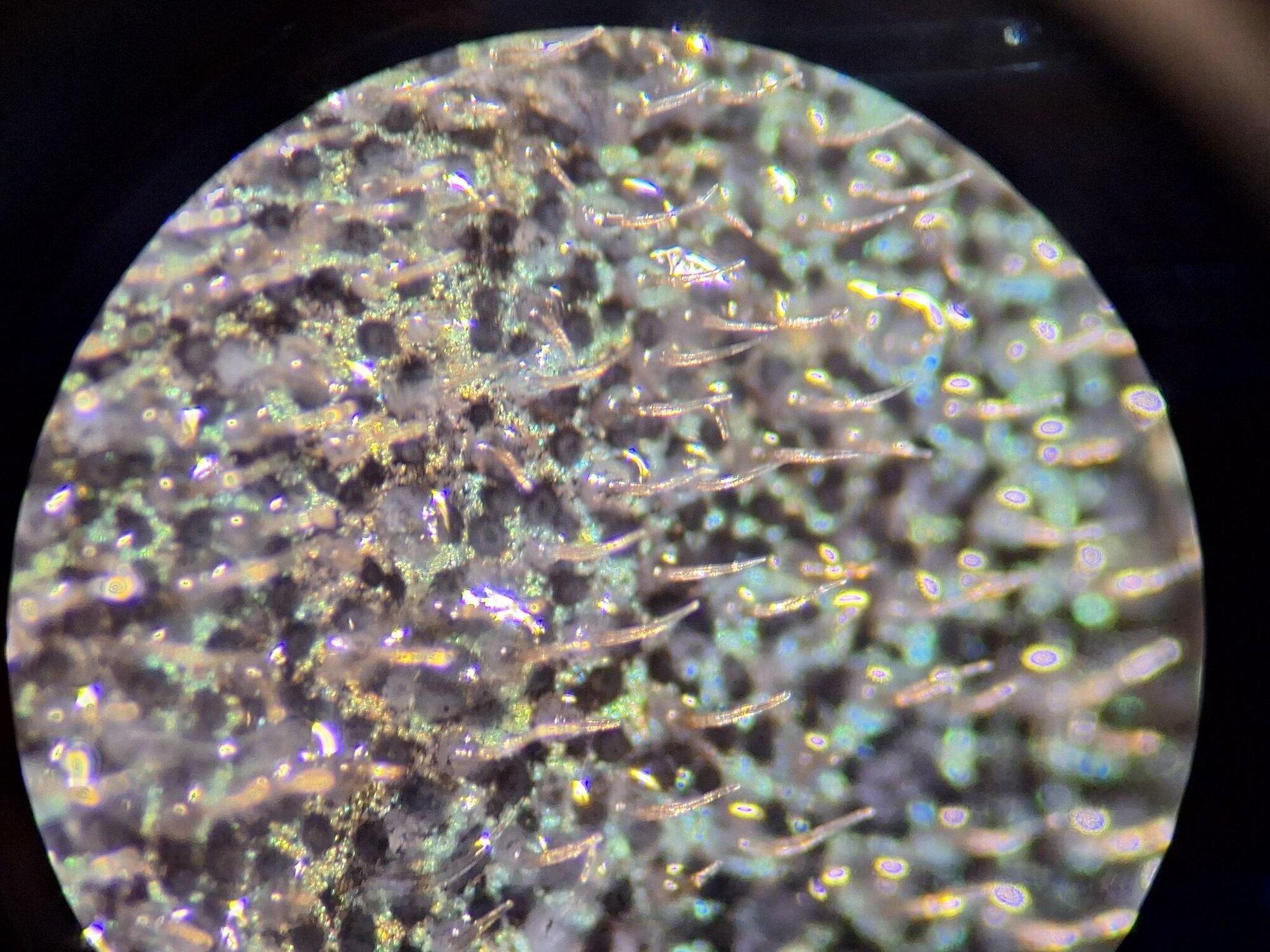 Unter dem Bino ist die typische Haihaut zu erkennen.