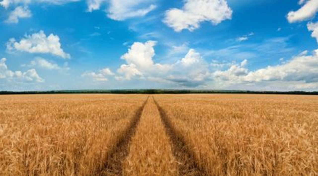 wheat field with tramline