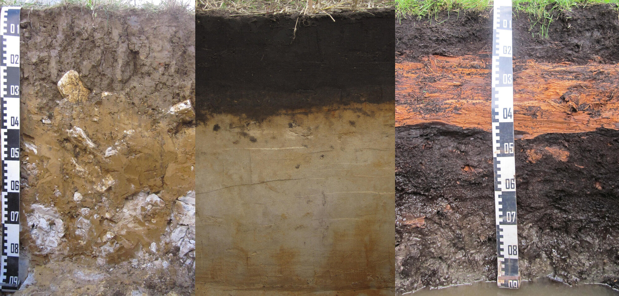 The humus content is usually highest in the upper centimeters of the soil. 