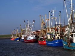 Knowledge for sustainable management of Crangon fisheries in the coastal North Sea (MaKramee)