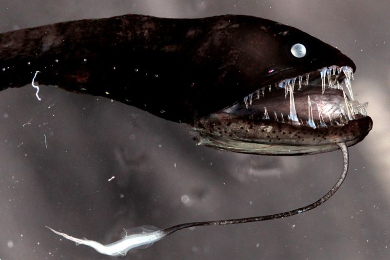 Der Kopf eines Schwarzen Drachenfisches (Idiacanthidae). 