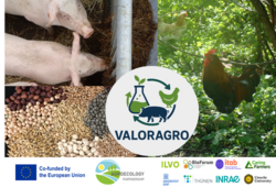 Verwertung von landwirtschaftlichen Erzeugungsresten durch Fermentierung zu Schweine- und Geflügelfutter