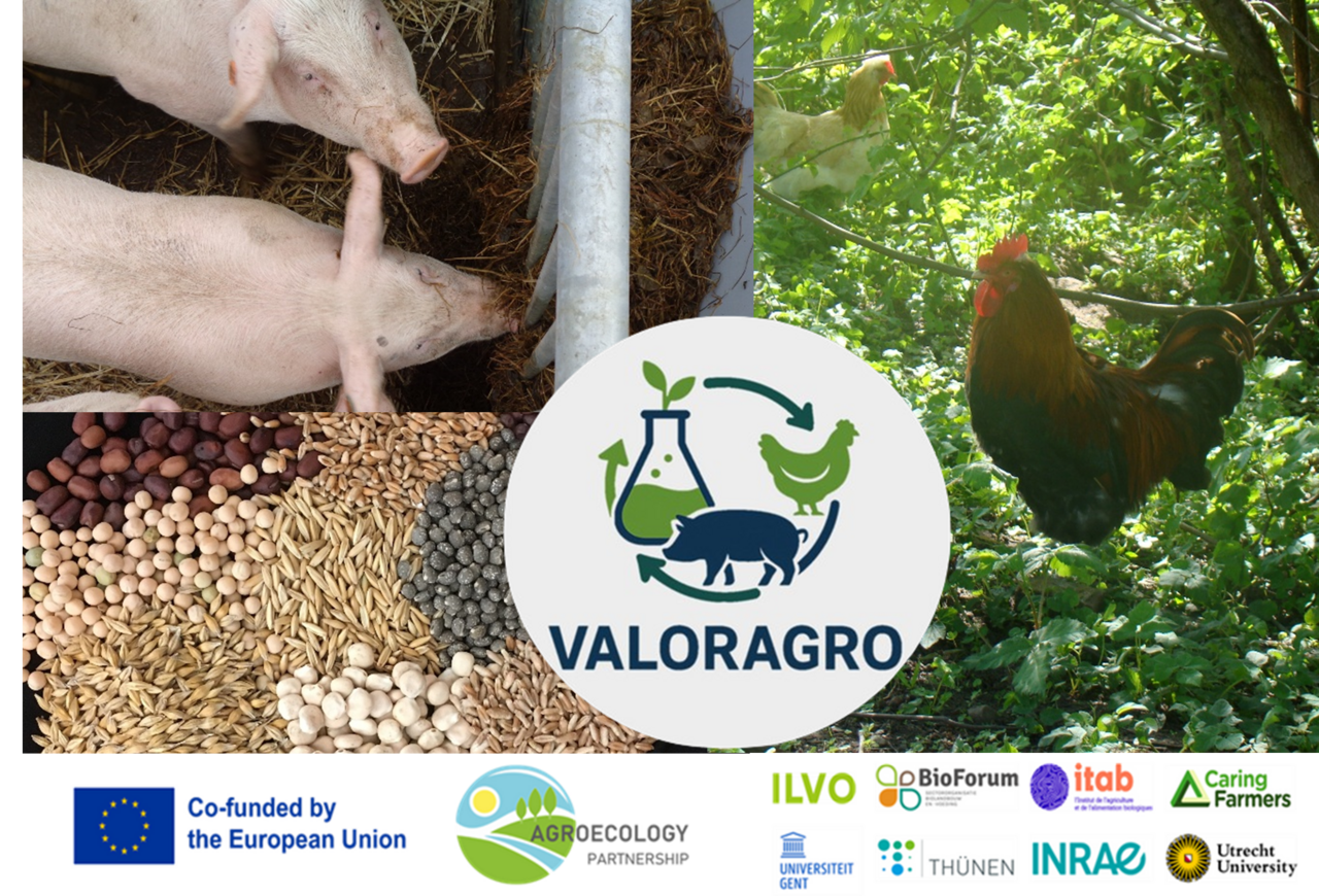 Fotocollage von Schwein, Hühnern, Körnerleguminosen und Getreide