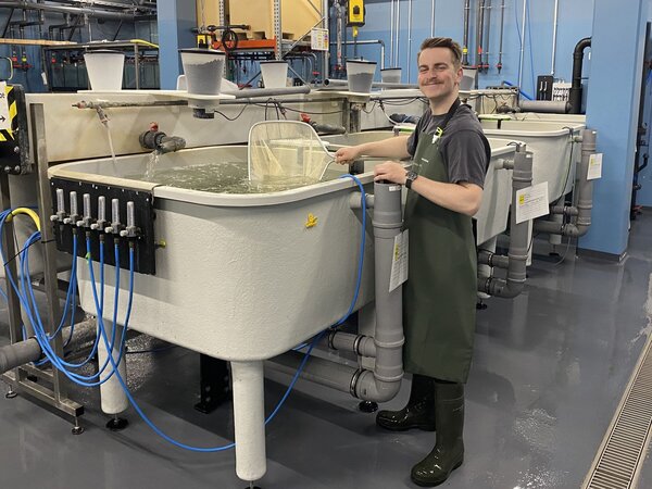 Unser Azubi beim Keschern von jungen Karpfen. Azubi beim Keschern von jungen Karpfen an einer Zuchtanlage.