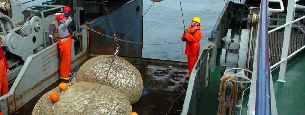 Ein Netz mit frisch gefangenem Fisch liegt an Deck des Fischereiforschungsschiffs Walther Herwig III