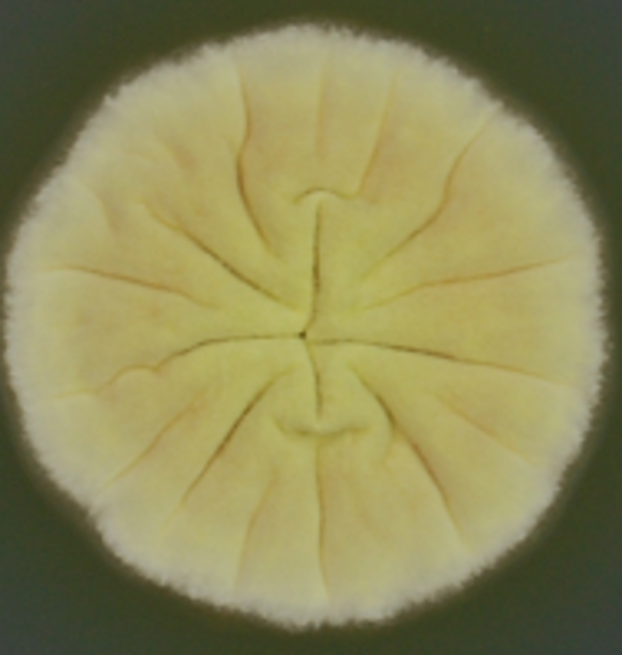 Itaconsäure für Polyester